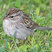 Chipping Sparrow